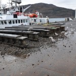 Seagulls devoured everything, dropping mussels on pier to smash the shells