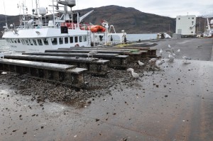 Seagulls devoured everything, dropping mussels on pier to smash the shells